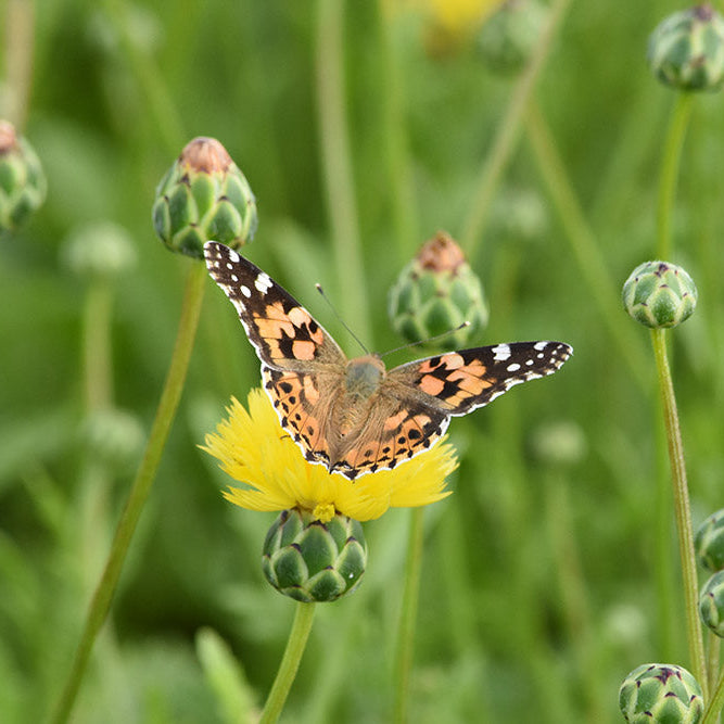 Counting Butterflies in Our Flower Fields