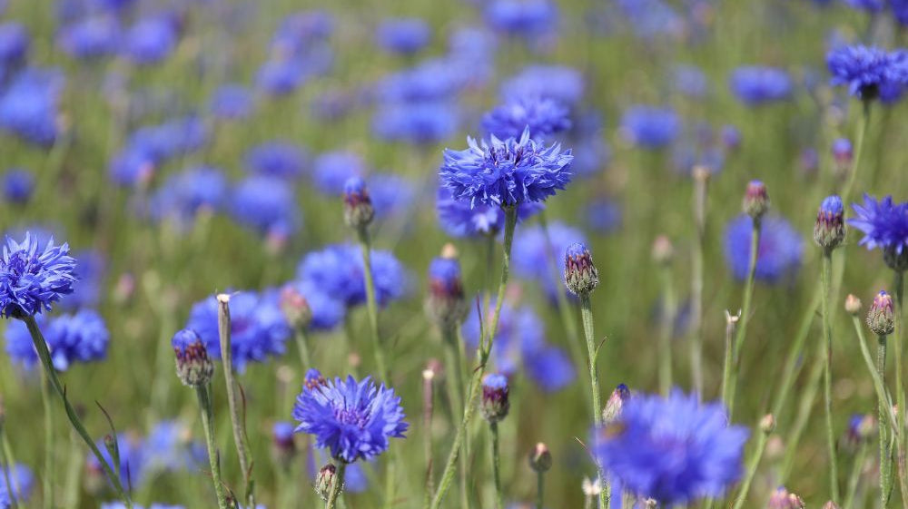 Our British Grown Petals Just Got Even Better Value