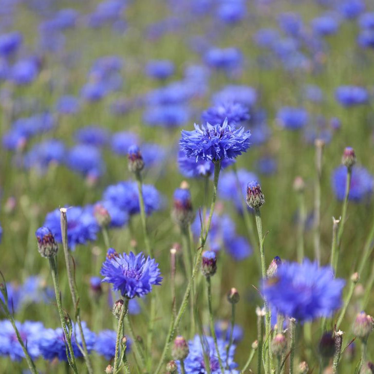 Our British Grown Petals Just Got Even Better Value