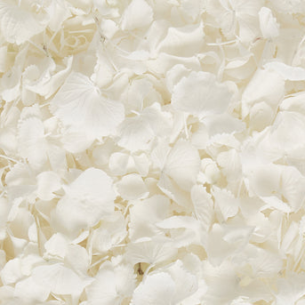 The Growing Popularity in Hydrangeas