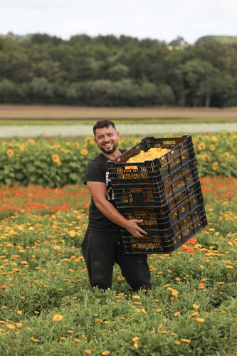 Behind the Scenes of our Dried Flower Harvest 2023