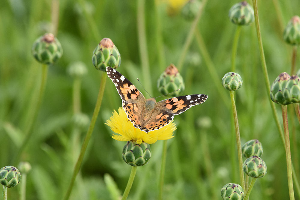 Counting Butterflies in Our Flower Fields