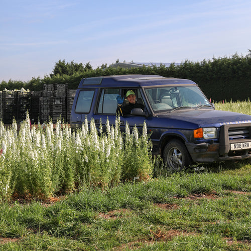 Flower Harvest 2022 - Harvesting Delphiniums for Dried Petals!