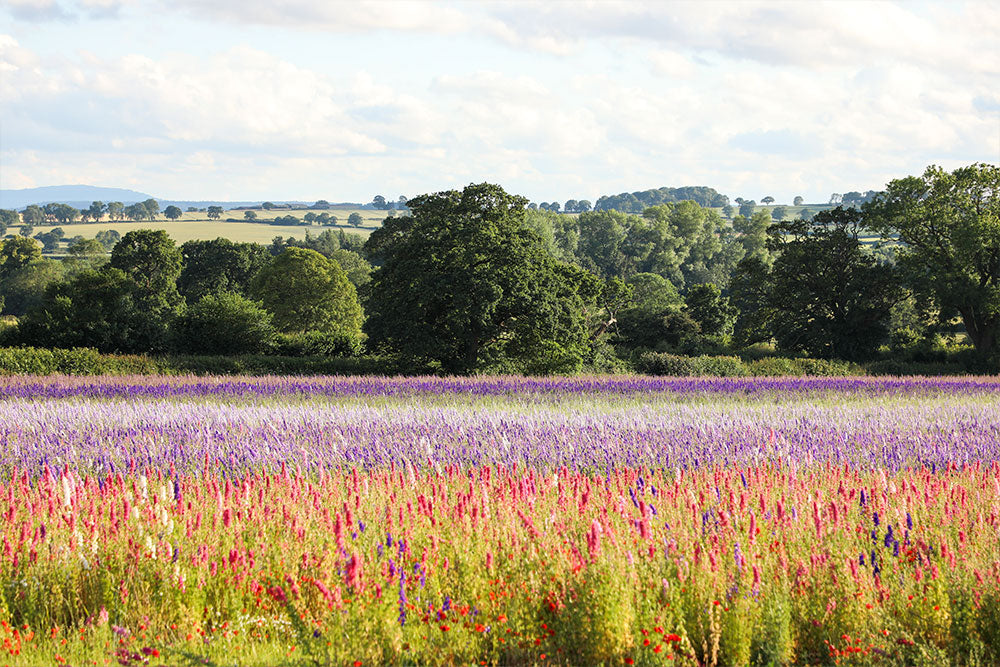 This Year on the Farm: What We’re Keeping, Changing & Learning