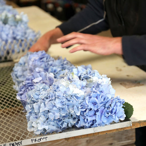 How to Freeze Dry Rose and Hydrangea Petals?