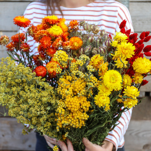 Popular Wholesale Autumnal Dried Flowers