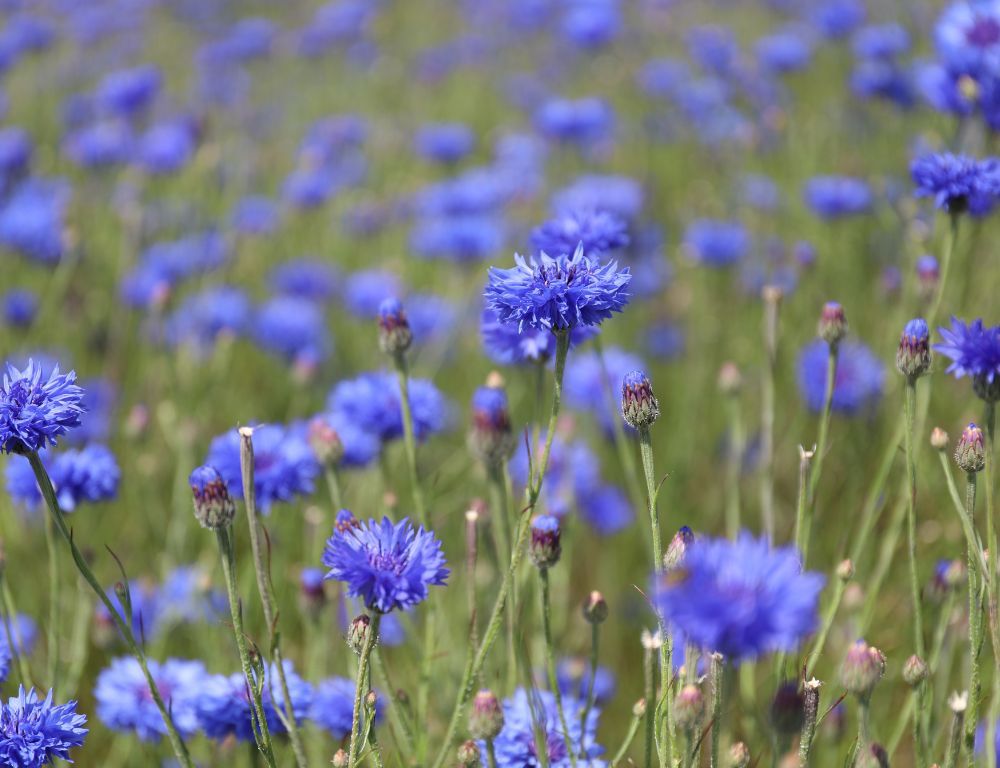 Our British Grown Petals Just Got Even Better Value