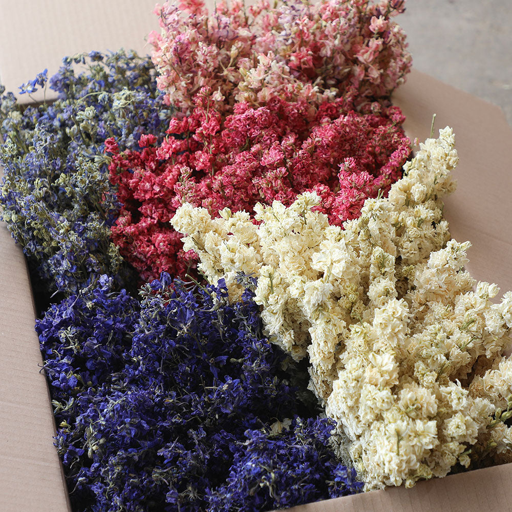 Wholesale Box of Light Blue Delphinium Bunches
