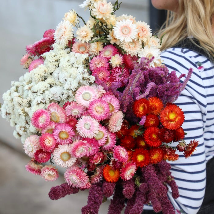 Wholesale Dried Flowers Available for Bulk Purchasing at LSF