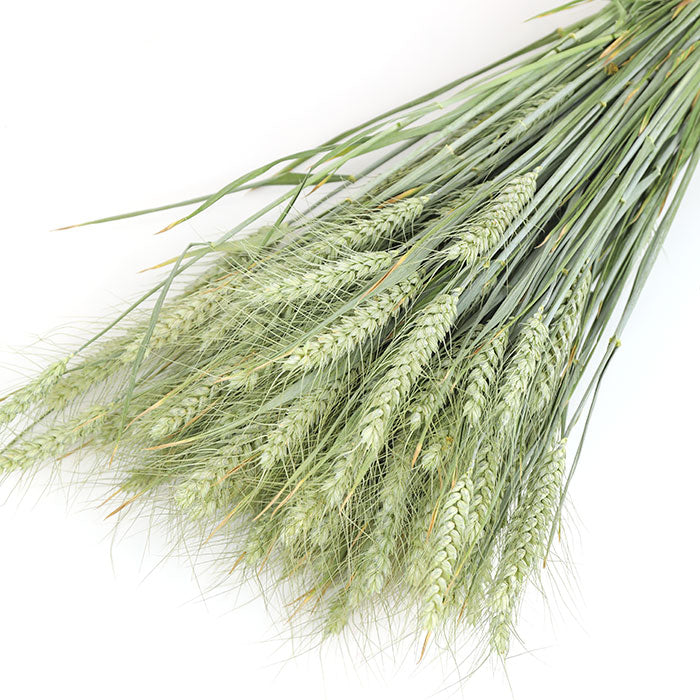 Wholesale Bearded Wheat Bunch for decoration