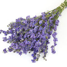 Wholesale Dried Flower Amethyst Delphinium Bunch | Larkspur Dried Flowers