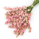 Light pink delphinium bunch