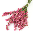 Wholesale Dried Flower Dark Pink Delphinium Bunch | Larkspur Dried Flowers