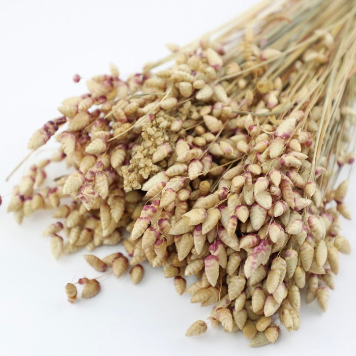 Briza Maxima Bunch – LSF Wholesale