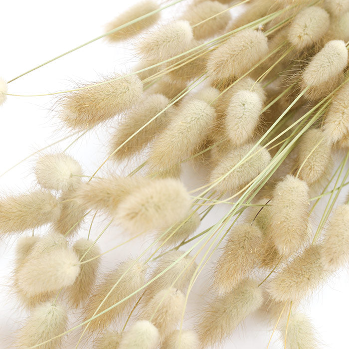 Wholesale Dried Flower Natural Lagurus Bunny Tails