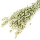 Wholesale Dried Flower Natural Phalaris Bunch