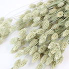 Wholesale Dried Flower Natural Phalaris Bunch | Canary Grass