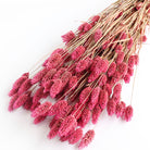 Pink Phalaris Dried Flowers wholesale LSF