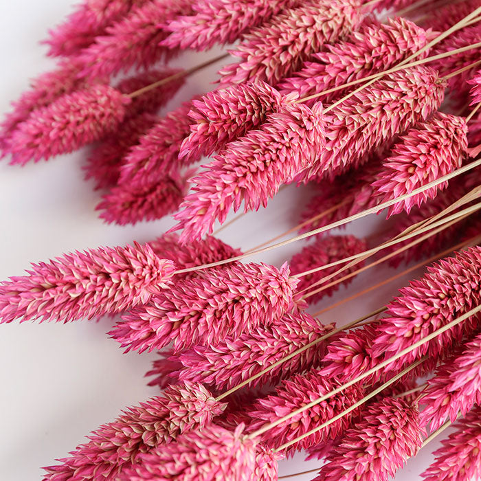 Pink Phalaris Dried Flowers wholesale LSF