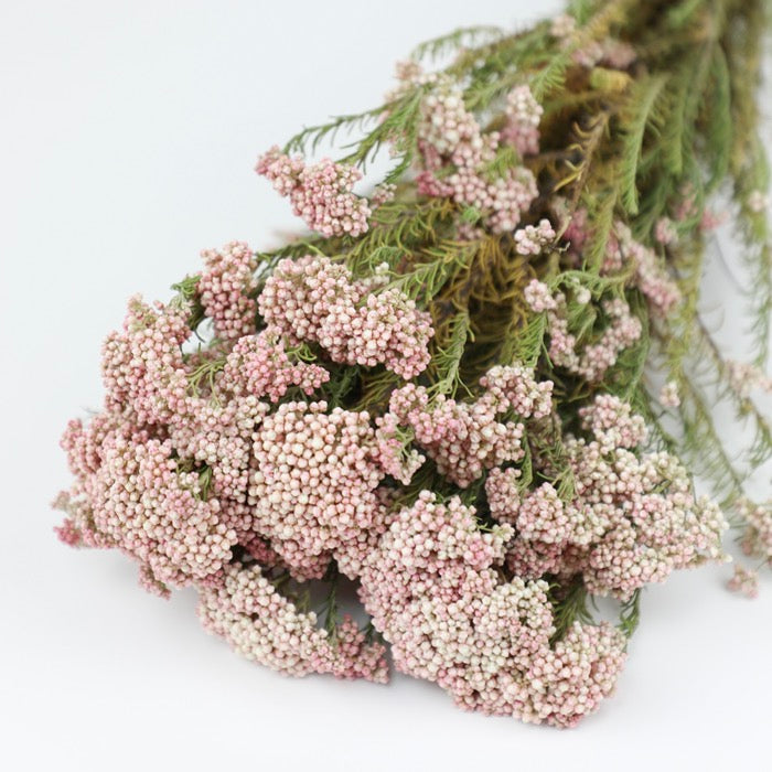 African Rice Flower Pink Rice Flower Bunch – LSF Wholesale