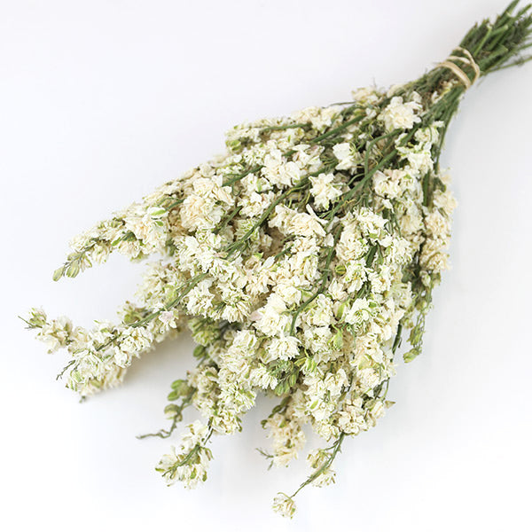 Dried white delphinium bunch