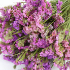 Wholesale Dried Flower Purple Statice | Sea Lavender