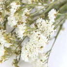 Wholesale Dried Flower White Statice | Sea Lavender