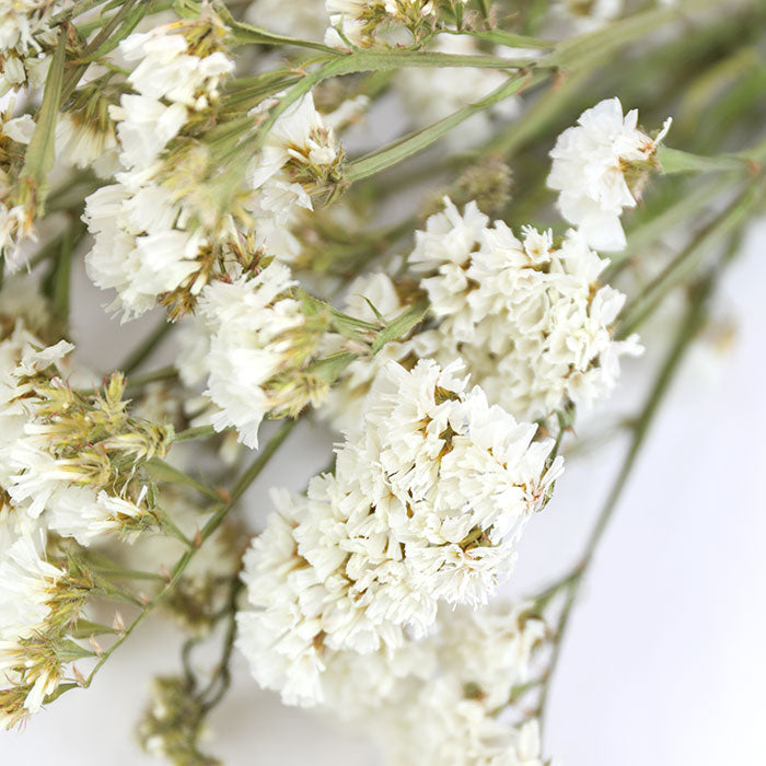 Wholesale Dried Flower White Statice | Sea Lavender