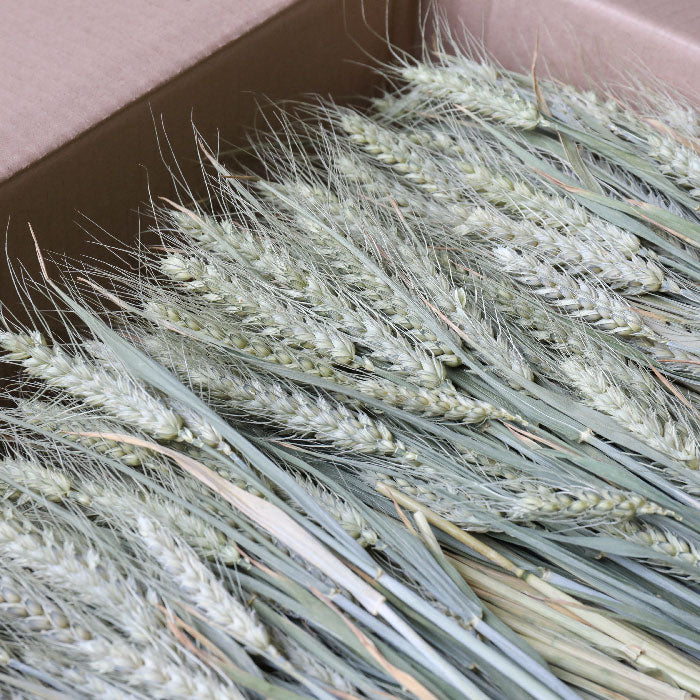 Wholesale box of dried bearded wheat bunches