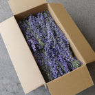 Bulk buy box of light purple dried Larkspur