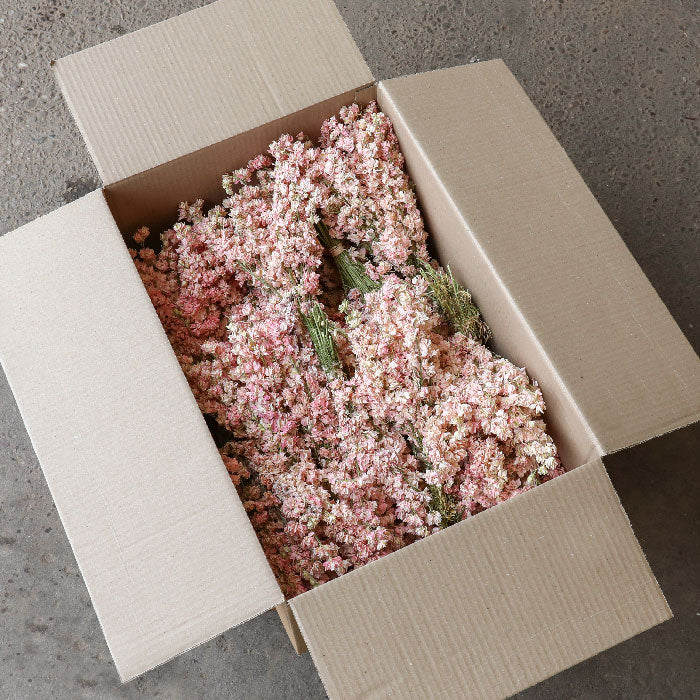 Bulk buy box of light pink delphinium bunches