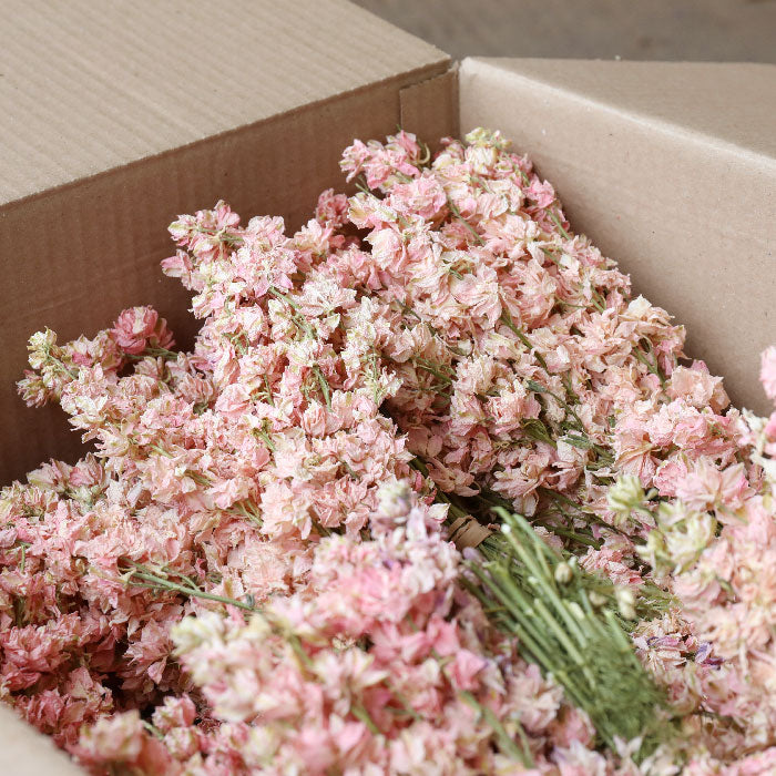 Box of light pink delphinium bunches