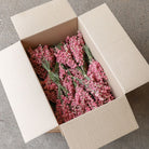 Wholesale Box of dark pink dried delphinium bunches