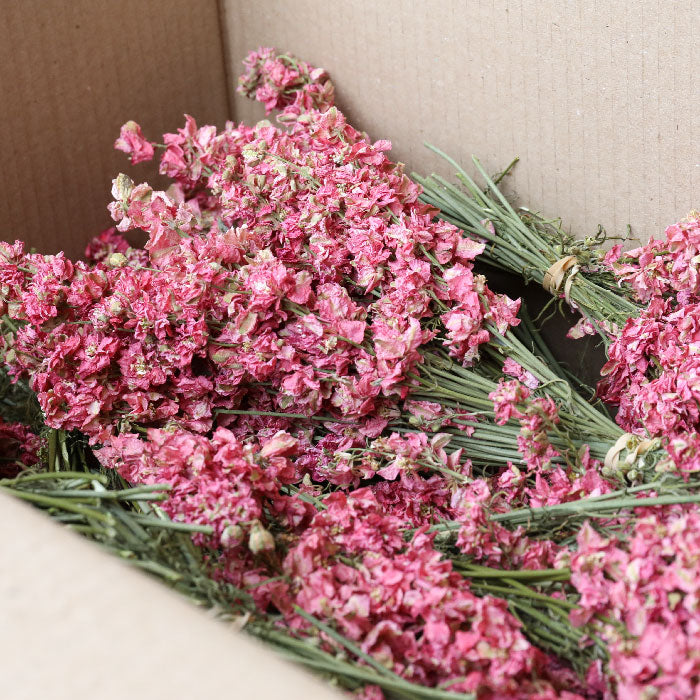 Box of dark pink dried delphinium bunches