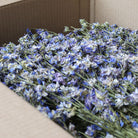 Wholesale Box of Light Blue Delphinium Bunches