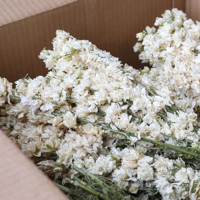 Box of 20 white delphinium bunches