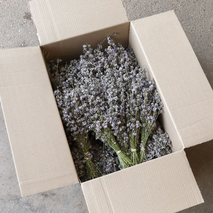 Wholesale Bulk Buy Box of Dried Delphinums