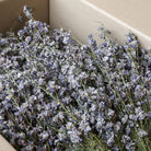 Bulk buy Box of grey dried delphinium bunches