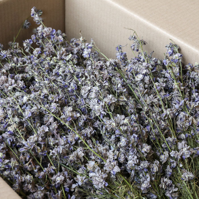 Bulk buy Box of grey dried delphinium bunches