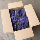 Bulk Wholesale box of dried purple delphinium bunches