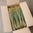 Full Box of Dried Yellow Lona Bunches