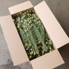 Wholesale box of dried nigella pods for bulk buy