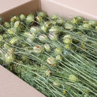 LSF wholesale box of nigella pod bunches