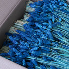 Dyed Blue Box of Dried Phalaris