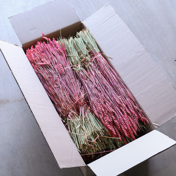 Full bulk buy box of dried pink wheat