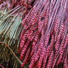 Full bulk buy box of dried pink wheat