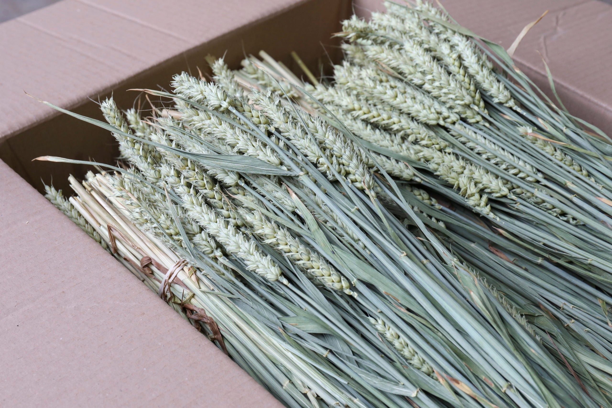 box of 25 wheat bunches