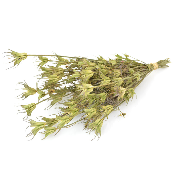 Wholesale Dried Flowers - Nigella Orientalis Bunch from LSF Wholesale