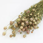 Wholesale Dried Flower Nigella Pod