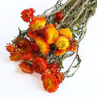 LSF-Orange-Helichrysum-